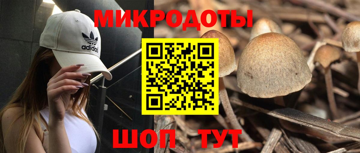 Галлюциногенные грибы Psilocybine cubensis Зима